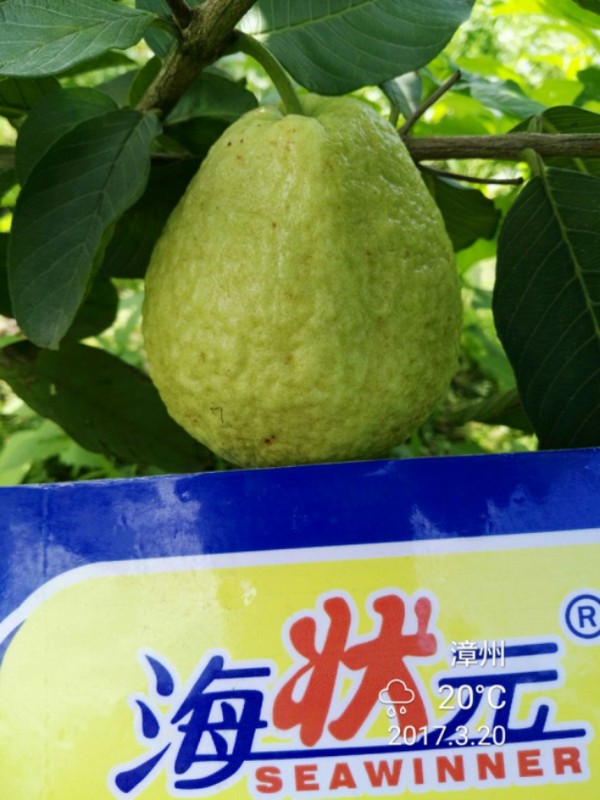 3d状元红心水高手论坛
