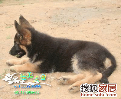 小狼狗高手论坛下载