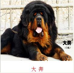 藏獒在线论坛官网
