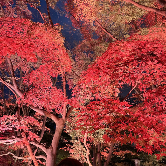 奈絲凸咪球 第15页